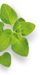 Photo de feuilles de basilic