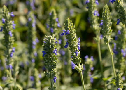 Gros plan sur un plan de chia