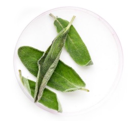 groupe_pionnier_science_plante